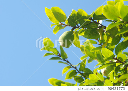 無花果的果實 無花果的果實 90421773