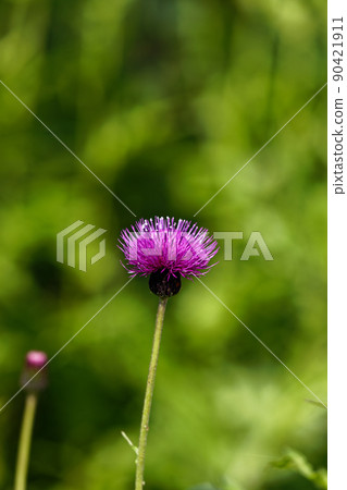 No Scenic Flower No Scenic Flower 90421911