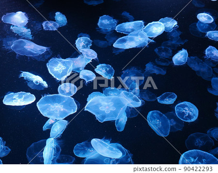 點燃的水母水族館 90422293