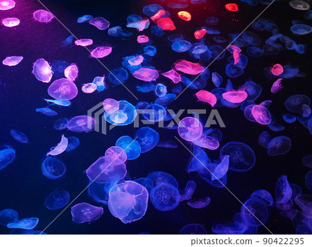 Jellyfish aquarium with colorful lighting Jellyfish aquarium with colorful lighting 90422295