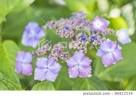 紫色繡球花 90422534