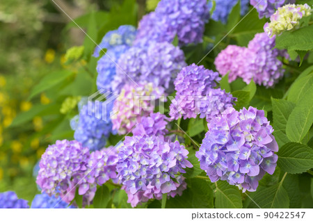 西方繡球花 90422547
