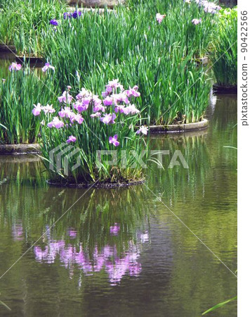 Iris reflected on the surface of the water Iris reflected on the surface of the water 90422566
