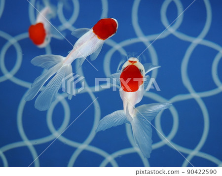 金魚 / 金魚 金魚 / 金魚 90422590