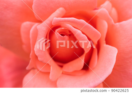 微距拍攝的玫瑰花 微距拍攝的玫瑰花 90422625