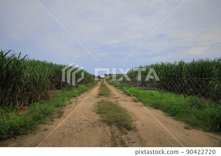 Sugarcane field in Ishigakijima Sugarcane field in Ishigakijima 90422720