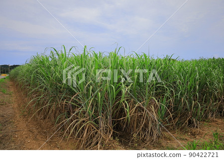 Sugarcane field in Ishigakijima Sugarcane field in Ishigakijima 90422721