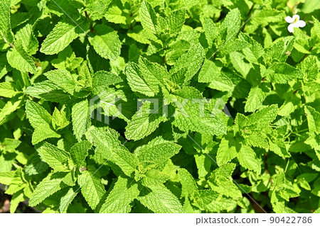 Spearmint 90422786