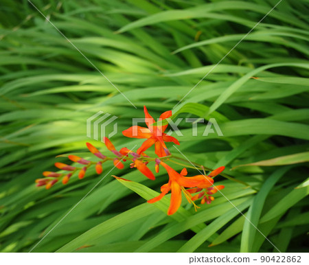 Montbretia的橙色花 Montbretia的橙色花 90422862