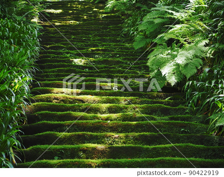 Moss stairs at Myohoji Temple Moss stairs at Myohoji Temple 90422919