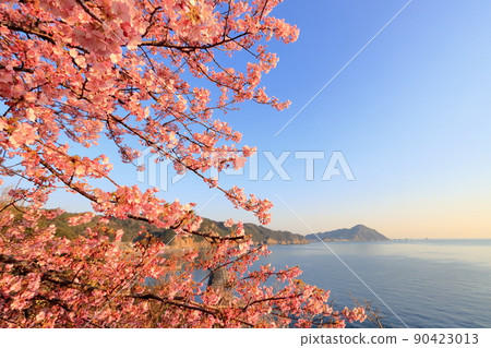 河津櫻花盛開在沙灘上 河津櫻花盛開在沙灘上 90423013