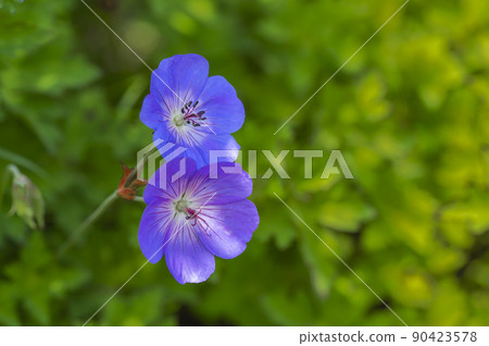Geraniaceae (Geranium) 90423578