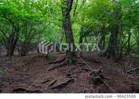 Junigadake mountain trail 90423580