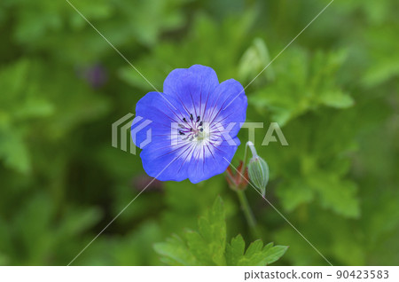 Geraniaceae (Geranium) Geraniaceae (Geranium) 90423583