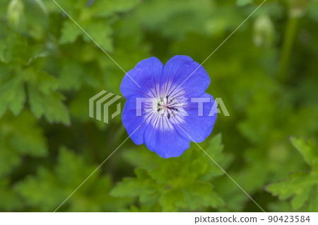 Geraniaceae (Geranium) Geraniaceae (Geranium) 90423584