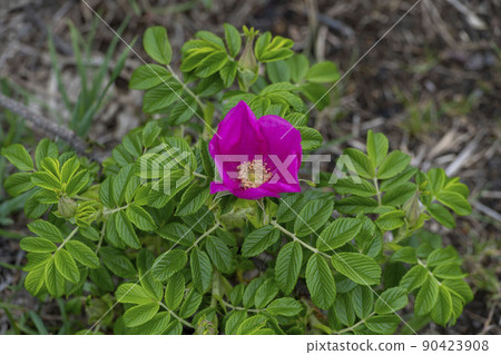 Hamanus flowers 90423908