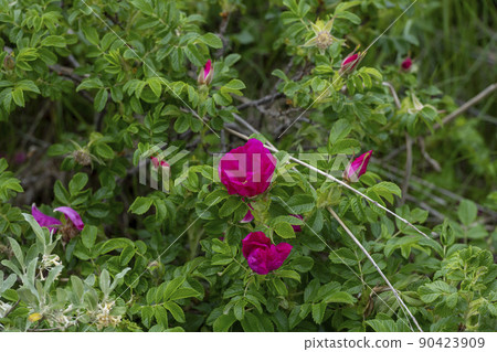 Hamanus flowers Hamanus flowers 90423909