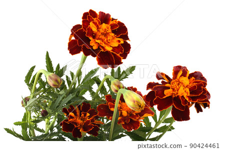 Growing marigolds isolated on white Growing marigolds isolated on white 90424461