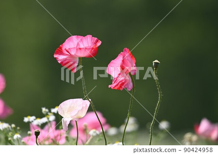 Cute flower poppy 90424958