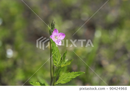 Akabana yujosho(紅色花晚上化妝) Akabana yujosho(紅色花晚上化妝) 90424968