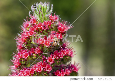Echium Wildpretti, nicknamed the Tower of Jewels Echium Wildpretti, nicknamed the Tower of Jewels 90424980