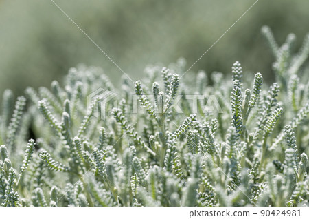 Santolina (cotton lavender) Santolina (cotton lavender) 90424981