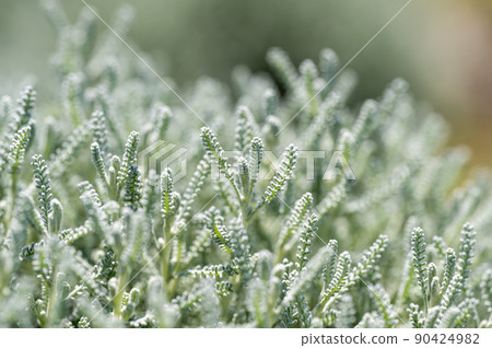 Santolina（棉花薰衣草） 90424982