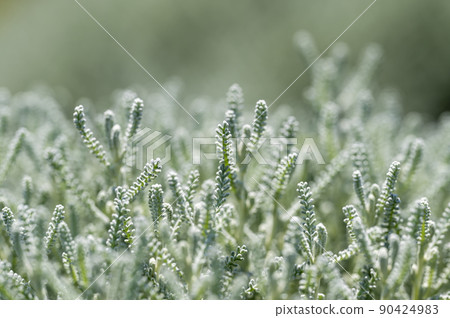 Santolina (cotton lavender) 90424983