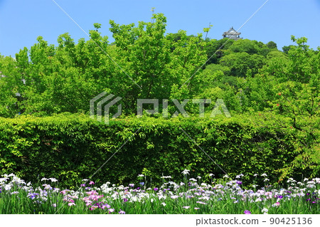 [Ehime Prefecture] Iris and Uwajima Castle in Tensha-en Garden in fine weather 90425136