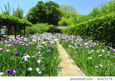 [愛媛縣]晴天的天社園月見和菖蒲 90425179