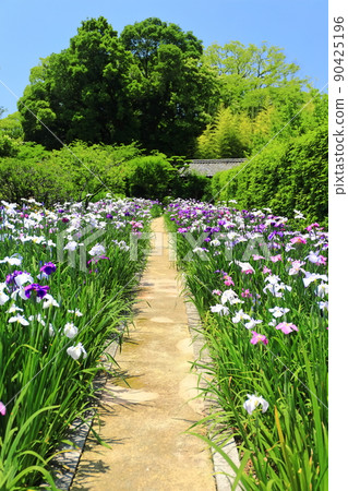 [Ehime Prefecture] Tensha-en Garden in fine weather Tsukimitei and irises 90425196