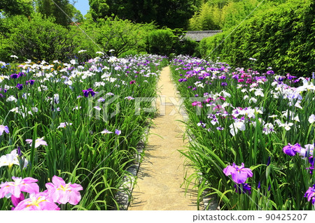 [Ehime Prefecture] Tensha-en Garden in fine weather Tsukimitei and irises 90425207