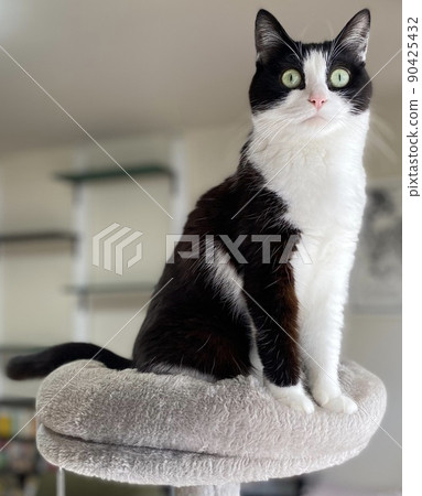 坐在貓塔上的八爪貓 90425432