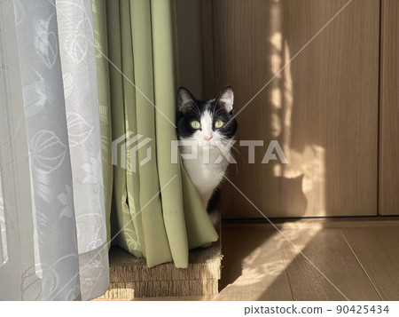 八爪貓從窗簾後面盯著我們 90425434