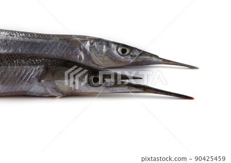 Garfish isolated on white 90425459