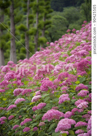 粉紅色的斜坡 90425505