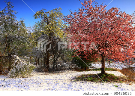 Nishiwaga Town, Iwate Prefecture, cherry blossoms and snow scenes in full bloom 90426055