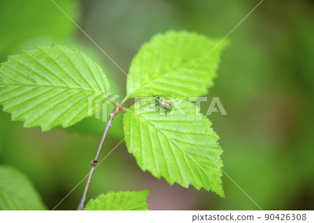 Kebukatogeashihigebosozoumushi (Apple Kofukizoumushi) Kebukatogeashihigebosozoumushi (Apple Kofukizoumushi) 90426308