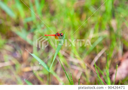 The smallest male scarlet dwarf in Japan 90426471