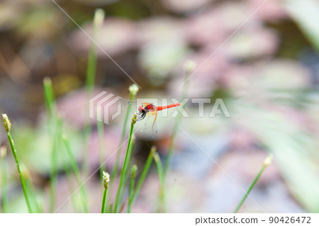 The smallest dragonfly in Japan, a male scarlet dwarf 90426472
