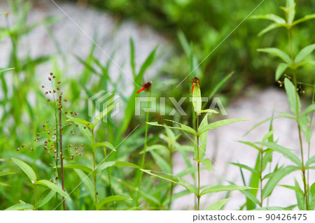 Japan's smallest dragonfly, Scarlet dwarf 90426475