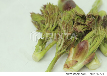Tara bud 90426771