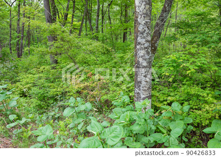 Fresh green forest [Landscape of Omachi Alpine Line] 90426833