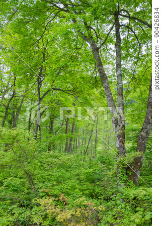 Fresh green forest [Landscape of Omachi Alpine Line] 90426834