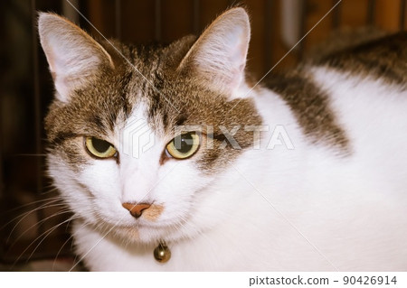 三毛貓男孩 三毛貓男孩 90426914