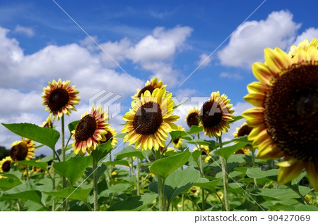 夏天天空和向日葵 夏天天空和向日葵 90427069
