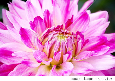 Pink Dahlia 90427106