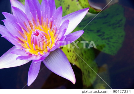 七彩水令 七彩水令 90427224