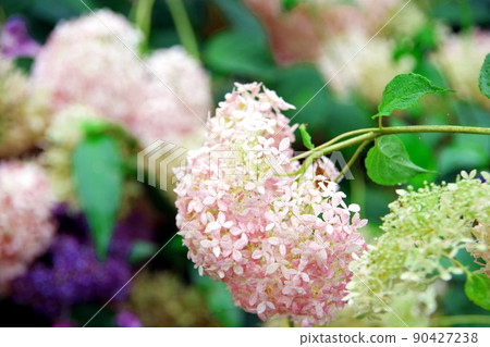 Pink Annabel Pink Annabel 90427238