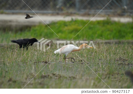 Cattle egrets gather in rice fields and search for food Cattle egrets gather in rice fields and search for food 90427317
